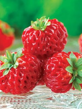 Малиника Framberry (в горшках) (6 шт)