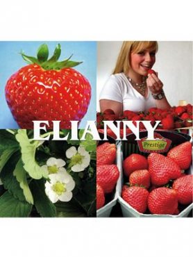 Земляника крупноплодная (клубника) Elianny (5 шт)