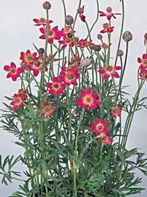 Ветреница многораздельная Annabella Deep Rose (1 шт) - 1