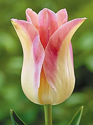 Тюльпаны Лилиецветные Elegant Lady 10/11 (100 шт) - 1