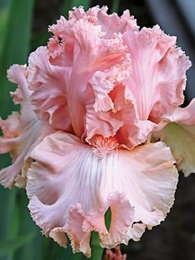 Ирисы высокие бородатые Lotus Land (1 шт)