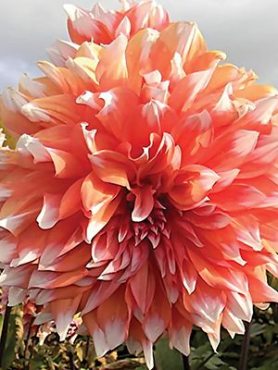 Георгина декоративная Holland Festival (1 шт)