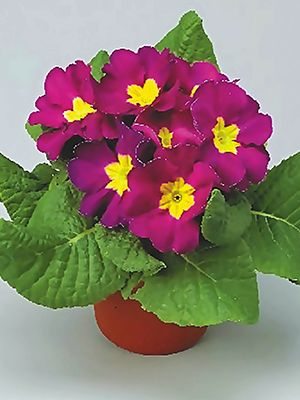 Примула Fruelo Purple F1 (3 шт) - 1