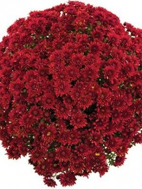 Хризантема дрібноквіткова низькоросла Branopal Red