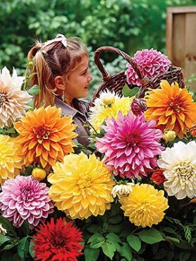 Георгина декоративная смесь (5 шт)