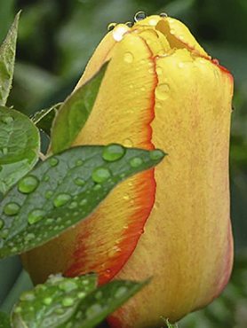 Тюльпаны Дарвиновы гибриды Blushing Apeldoorn 12/+ (3 шт)