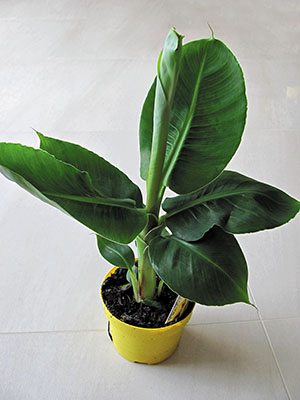 Банан заострённый Tropicana (1 шт)