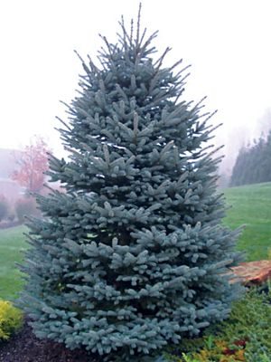 Ялина колюча Glauca Arizona (1 шт)