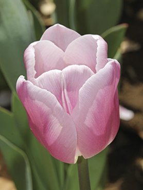 Тюльпаны Триумф Gabriella 12/+ (500 шт)