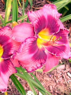 Лилейник гибридный Russian Ragtime (1 шт)