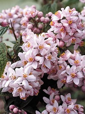 Дейция гибридная Mont Rose (1 шт)