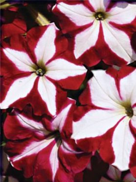 Петуния ампельная Лавина F1, пурпурная звезда (10 шт)