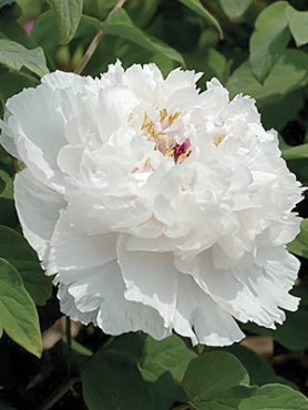 Пион древовидный Fragrant Jade (1шт)