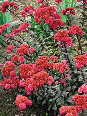 Очитник обыкновенный Red Cauli (1 шт)