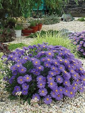 Айстра альпійська Violet (1 шт)