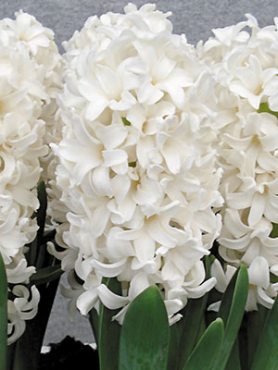 Гиацинт садовый Fairy White 15/16 (1 шт)