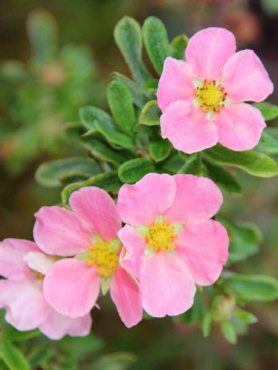 Лапчатка кустарниковая Lovely Pink (1 шт)