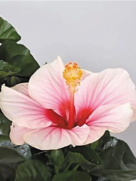 Гибискус китайский Fiori Grande Funchal (1 шт)