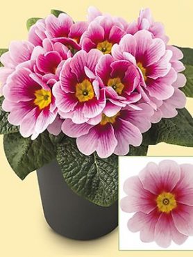 Примула EI Unistar Appleblossom F1 (3 шт)