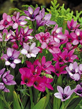 Бабиана прямая Kew Hybrids (5 шт)