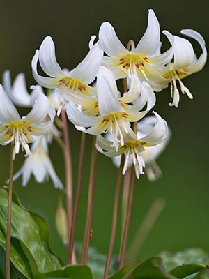 Кандык отвернутый White Beauty (1 шт) - 1
