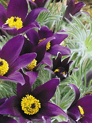 Прострел обыкновенный Violet Bells (1 шт) - 1