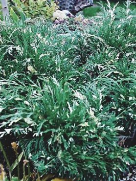 Ялівець козацький Variegata (1 шт)