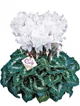 Цикламен Halios Curly Blanc F1 (1 шт)