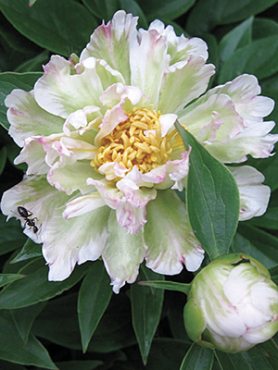 Пион молочноцветковый Green Lotus (1 шт)