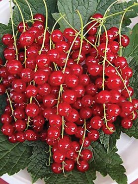 Смородина красная Натали (1 шт)