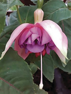 Фуксия гибридная Jollies La Grande Provence (3 шт)