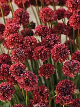 Армерия широколистная Ballerina Red (1 шт)