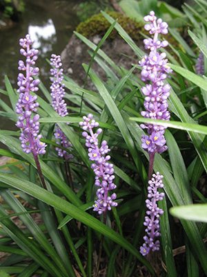 Лириопе мускаривидная Amethyst (1 шт) - 1