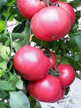Томат коллекционный Розовый мед (30 шт)