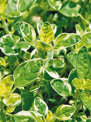 Материнка звичайна White Spreckled Oregano - 1