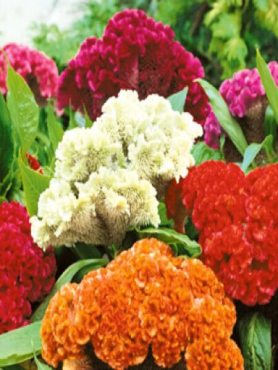 Целозия карликовая, гребенчатая смесь (0,20 г)