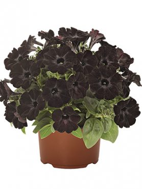 Петуния полуампельная Sweetunia Black Satin (3 шт)