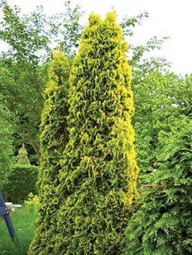 Туя західна Malonyana Aurea (1 шт)