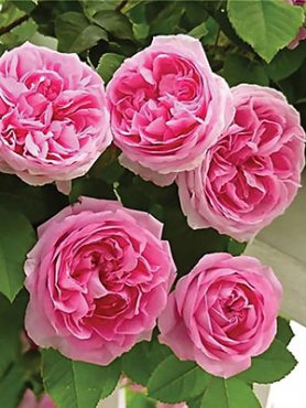 Роза плетистая Pink Musimara (1 шт)