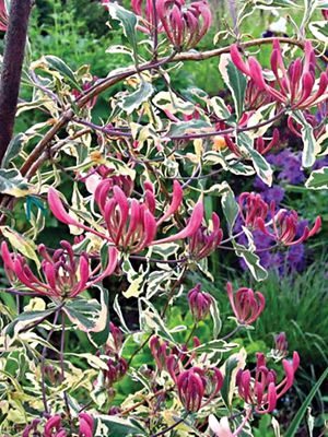 Жимолость Гекротта Variegata (1 шт) - 1