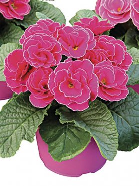 Примула обыкновенная (акаулис) Rubens Rose Shades F1 (3 шт)