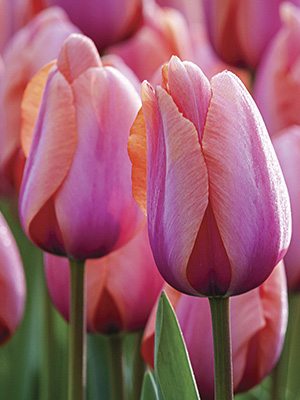 Тюльпаны Триумф Holland Beauty 12/+ (20 шт) - 1