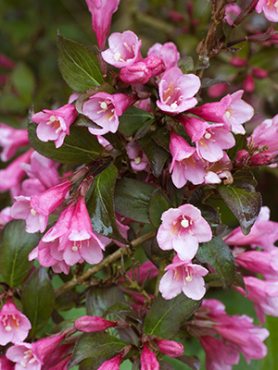 Вейгела цветущая Foliis Purpureis (1 шт)