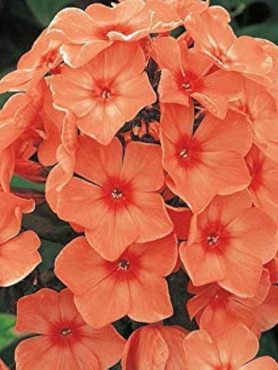Флокс метельчатый Orange Perfection (1 шт)