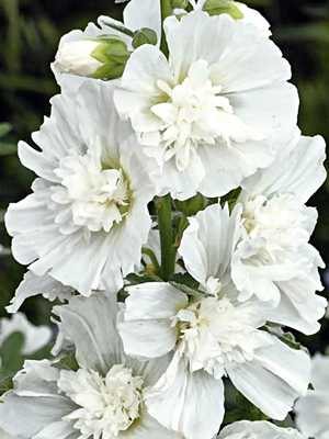 Мальва (шток-троянда) Spring Celebrities White (5 шт)