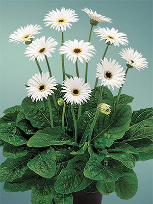 Гербера гибридная (садовая) Garvinea Sweet Frosting (1 шт)