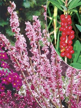 Волчеягодник обыкновенный Rubra (1 шт)