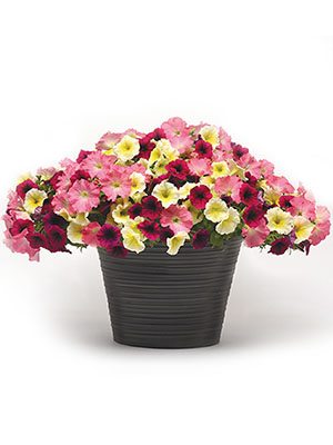 Миксес Rosy Kisses (6 шт) - 1