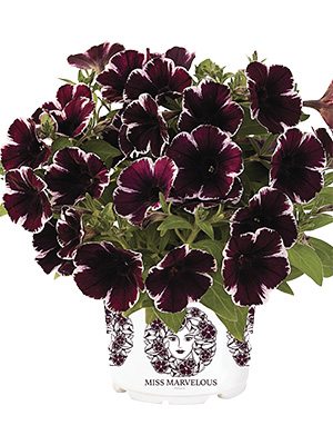 Петунія напівзвисаюча Sweetunia Miss Marvelous - 1