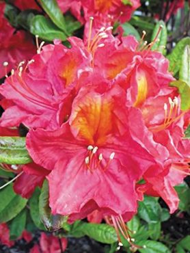 Рододендрон гібридний Juanita (1 шт)